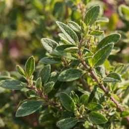 Sauge arbustive rose foncé 'Hot pink' (Salvia greggi) — gros plan de petites feuilles vertes ovales · Photo d'illustration