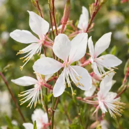 Gaura 'Whirling butterflies' (Gaura lindheimeri) — grappes de petites fleurs blanches ouvertes · Photo d'illustration