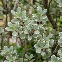 Pittospore 'Orbitea' (Pittosporum tenuifolium) — feuillage panaché avec petites fleurs pourpres