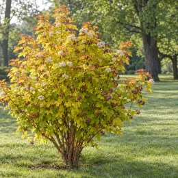 Physocarpe pourpre 'Angel gold' (Physocarpus opulifolius) — photo 2