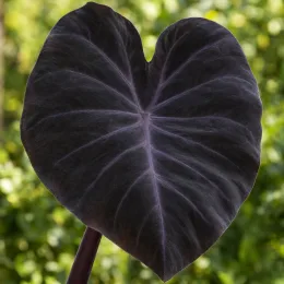Oreille d'éléphant 'Black magic' (Colocasia esculenta) — grand limbe sombre en forme de cœur · Photo d'illustration