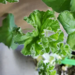 Géranium au parfum de rose 'Attar of roses' (Pelargonium capitatum) — gros plan sur feuille verte duveteuse