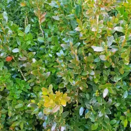 Buis à bordures 'Château' (Buxus sempervirens) — feuillage dense aux petites feuilles vernissées