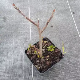 Figuier 'Afghanistanica' (Ficus johannis) — jeune plant ligneux en pot carré · Pot 1.5L