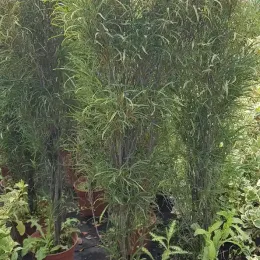Bourdaine 'Ron williams' (Rhamnus frangula) — arbustes élancés au feuillage fin en pépinière · Pot 8L Baliveau
