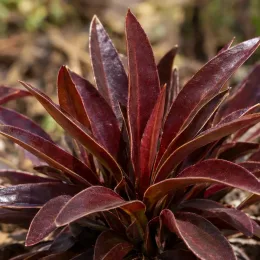 Pénstémon 'Husker red' (Penstemon) — touffe de feuilles lancéolées rouges au jardin