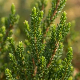Bruyère commune 'Stephanie blanc' (Calluna vulgaris) — gros plan de rameaux dressés au feuillage vert