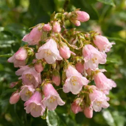 Escallonia 'Donard radiance' — grappes de petites fleurs roses pendantes · Photo d'illustration