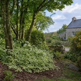 Herbe aux goutteux panachée 'Variegata' (Aegopodium podagraria) — massif couvre-sol panaché sous de grands arbres · Photo d'illustration