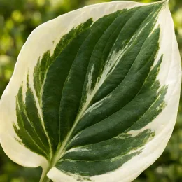 Hosta 'Fortunei patriot' — gros plan sur une grande feuille panachée · Photo d'illustration
