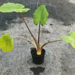 Oreille d'elephant géante 'Borneo giant pink stem' (Alocasia macrorrhiza) — jeune plante à grandes feuilles vertes en pot · Pot 2.5L