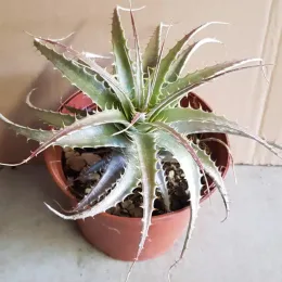 Orchidée (Deuterocohnia longipetala) — rosette épineuse vert pâle dans pot plastique brun · Pot 1.5L