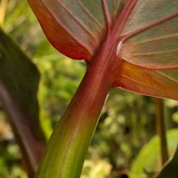 Colocasia 'Flocolegy' — gros plan sur tige rougeâtre et grandes feuilles · Photo d'illustration