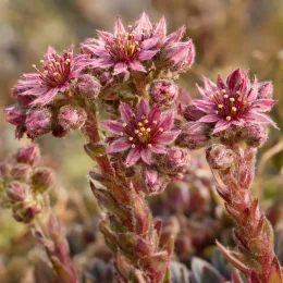 Joubarbe à rosette bleu 'Berry blues' (Sempervivum) — grappes de petites fleurs étoilées roses en gros plan · Photo d'illustration