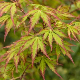 Érable du japon 'Little princess' (Acer palmatum) — feuilles finement découpées bordées de teintes rouges