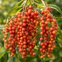 Idesia (Idesia polycarpa) — grappes serrées de petits fruits rouges brillants