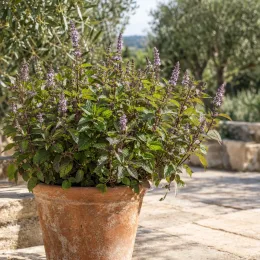 Menthe eau de cologne 'Eau de cologne' (Mentha × piperita) — plante aromatique dressée en pot terracotta, terrasse · Photo d'illustration