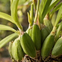 Orchidée 'Goodale moir' (Miltassia) — pseudobulbes verts groupés avec feuilles lancéolées · Photo d'illustration