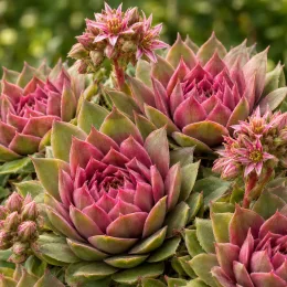 Joubarbe à rosette rose 'Tesoro' (Sempervivum) — rosettes de succulente vertes et roses en floraison · Photo d'illustration