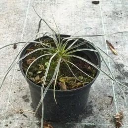 Yucca arbre à savon (Yucca elata) — jeune plant à longues feuilles étroites en pot · Pot 2.5L