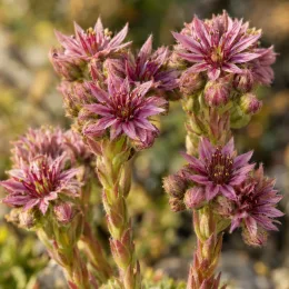 Joubarbe à rosette vert et blanc au centre 'Cotton candy' (Sempervivum) — tiges dressées portant des fleurs étoilées roses · Photo d'illustration