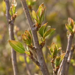 Amélanchier à feuille d'aulne 'Honeywood' (Amelanchier alnifolia) — Photo d'illustration, photo 4