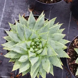 Aloès spirale du lesotho (Aloe polyphylla) — rosette spiralée de feuilles charnues en pot · Pot 6L