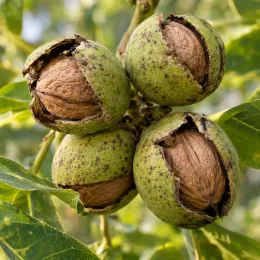 Noyer commun 'Jre 900 france' (Juglans regia) — groupe de noix mûrissant dans leur brou vert · Photo d'illustration