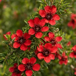 L’arbre à thé 'Rouge' (Leptospermum scoparium) — petites fleurs rouges ouvertes parmi un feuillage fin · Photo d'illustration