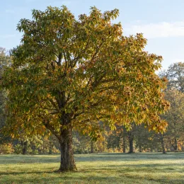 Châtaignier marrone di marradi 'Marrone di marradi' (Castanea savita) — grand arbre isolé dans une prairie · Photo d'illustration