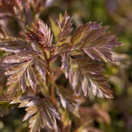 Valériane 'Polbress' (Polemonium caeruleum) — gros plan sur feuillage fin brun cuivré · Photo d'illustration