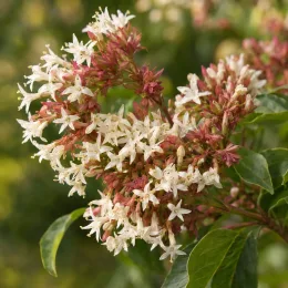 Heptacodion de chine (Heptacodium miconioides) — grappe de petites fleurs blanches étoilées
