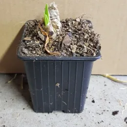 Lis de guernesey 'Alba' (Nerine bowdenii) — jeune pousse verte dans pot plastique noir · Godet