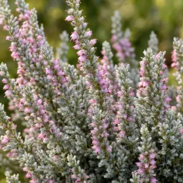 Bruyère commune 'Silver knight rose' (Calluna vulgaris) — grappes de petites fleurs roses sur feuillage argenté