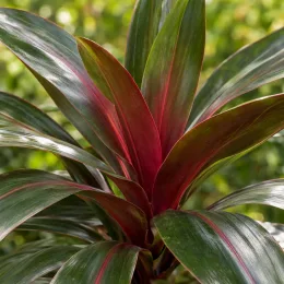 Cordyline 'Red heart' (Cordyline indivisa) — feuillage rubané vert et rouge vif, gros plan