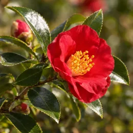 Camélia d'automne 'Yuletide rouge' (Camellia sasanqua) — fleur rouge épanouie sur feuillage vert luisant