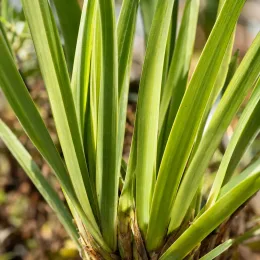 Iris de miles (Iris milesii) — touffe de longues feuilles étroites vertes · Photo d'illustration