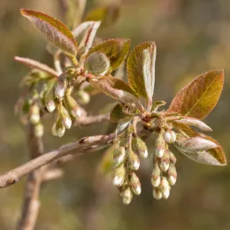 Amélanchier des bois (Amelanchier rotundifolia) — Photo d'illustration, photo 4