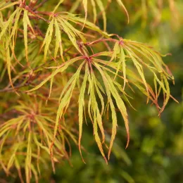 Erable du japon 'Koto-no-ito' (Acer palmatum) — feuillage fin et découpé, gros plan · Photo d'illustration