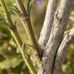 Menthe en arbre (Rostrinucula dependens) — tiges ligneuses avec jeunes pousses duveteuses vertes