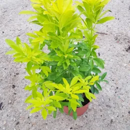 Choisya 'Sundance' (Choisya ternata) — jeune arbuste au feuillage jaune vif en pot · Pot 3L
