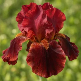 Iris d'allemagne 'Vitafire lie de vin' (Iris germanica) — gros plan sur une grande fleur rouge · Photo d'illustration