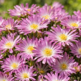 Pourpier vivace 'Of desert rosequartz' (Delosperma) — abondance de petites fleurs étoilées roses · Photo d'illustration
