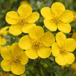 Potentille jaune d'or 'Jackman' (Potentilla fructicosa) — gros plan de fleurs jaunes à cinq pétales · Photo d'illustration