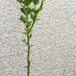 Porte-greffe 'Rich' (Poncirus trifoliata) — jeune plant épineux en pot devant un mur · Godet