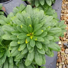 Euphorbe 'Robbiae' (Euphorbia) — rosette dense de feuilles vertes en plateau · Pot 3L