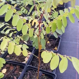 Robinier faux-acacia pusztavacs 'Pusztavacs' (Robinia pseudoacacia) — jeune plant feuillu en godet de pépinière