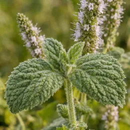 Menthe géante (Mentha × villosa) — gros plan sur feuilles duveteuses avec épis floraux · Photo d'illustration