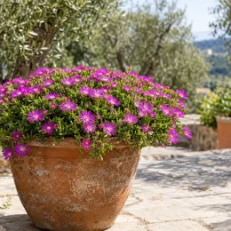 Pourpier vivace 'Hurricane' (Delosperma) — coussin de fleurs violettes dans grand pot terre cuite · Photo d'illustration