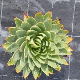 Aloès spirale du lesotho (Aloe polyphylla) — rosette spiralée de feuilles charnues vertes bord jaunissant · Pot 2.5L